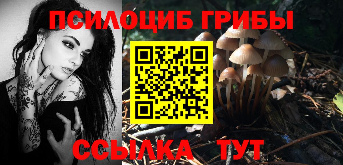 Псилоцибиновые грибы Psilocybe Тольятти